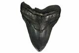 Huge, Fossil Megalodon Tooth - South Carolina #171117-1